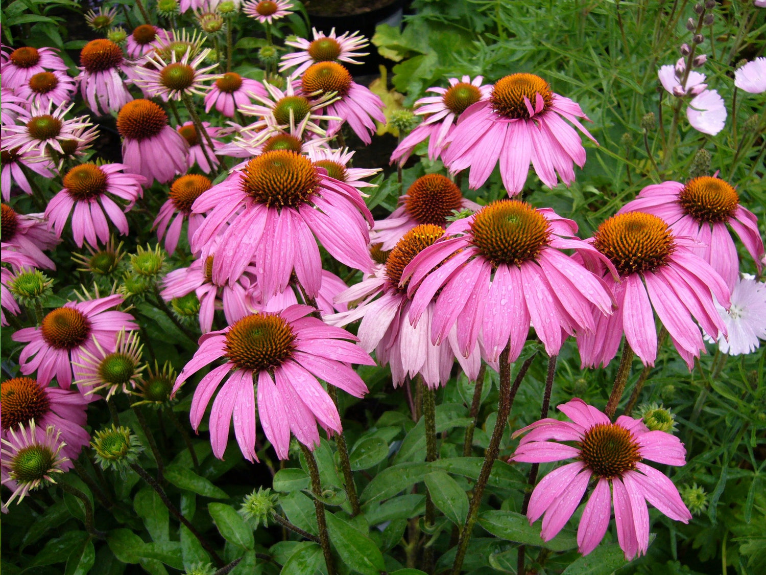 cone flower or echinacea - a key ingredient in the immune boosting elixir commonly known as Elderberry Syrup