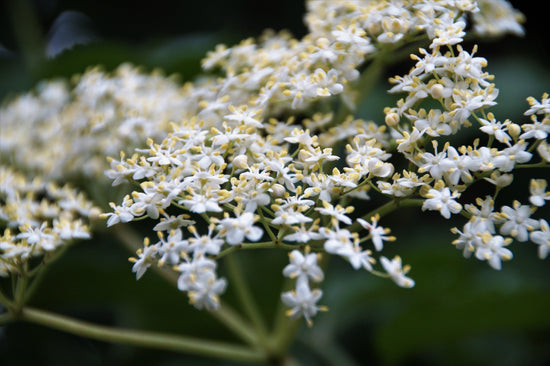 Elderberry blooms  - a key ingredient in the immune boosting elixir commonly known as Elderberry Syrup