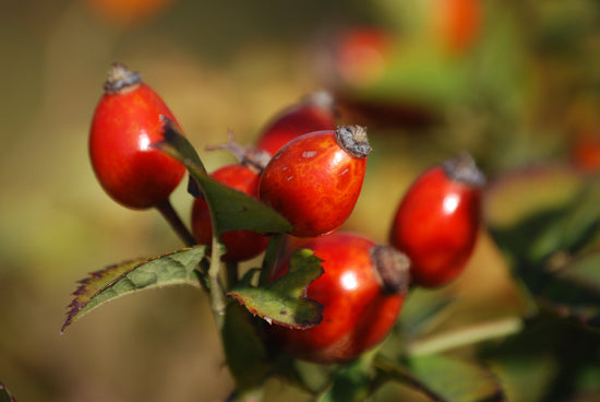 Organic Rosehips - an herbal ingredient in our immune boosting elixir called Elderberry Immune Support
