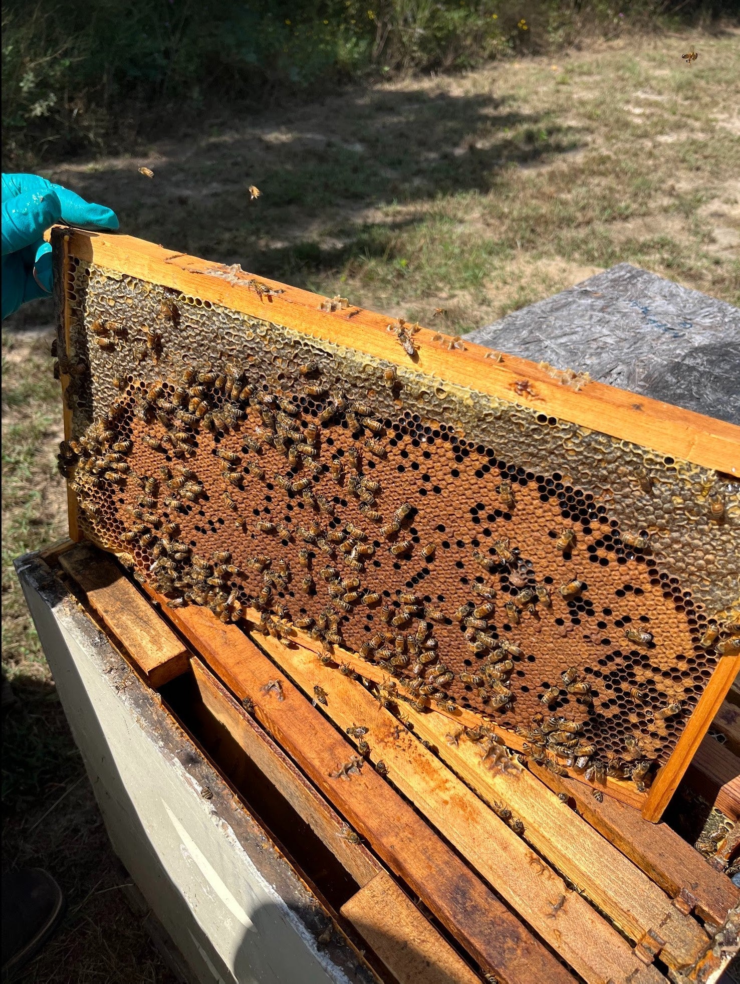 5 Frame Honey Bee Nuc - Money's Honey