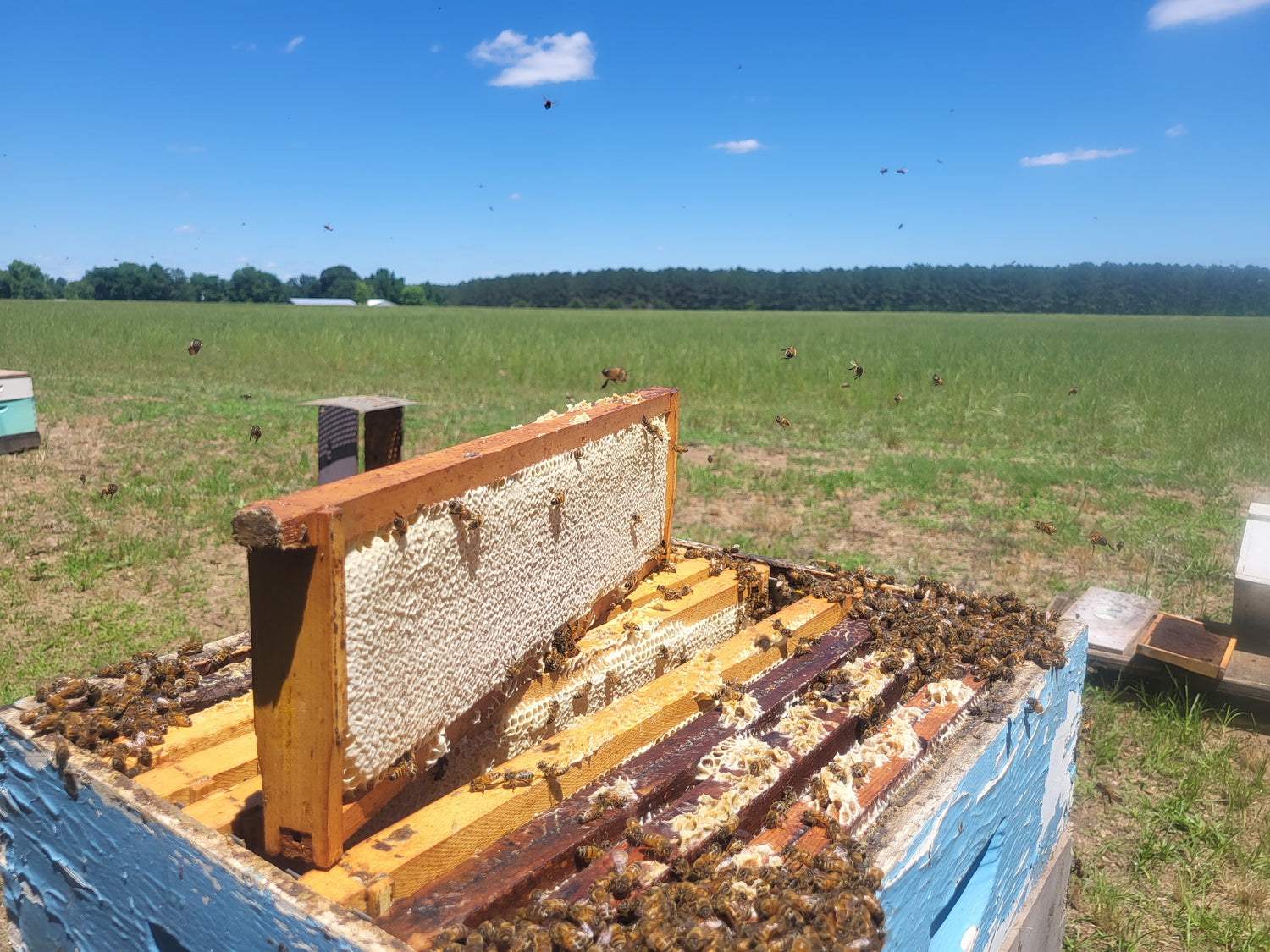 Money's Honey Local Bee Hives hosted on local farms producing raw, local honey