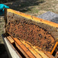 5 Frame Honey Bee Nuc - Money's Honey